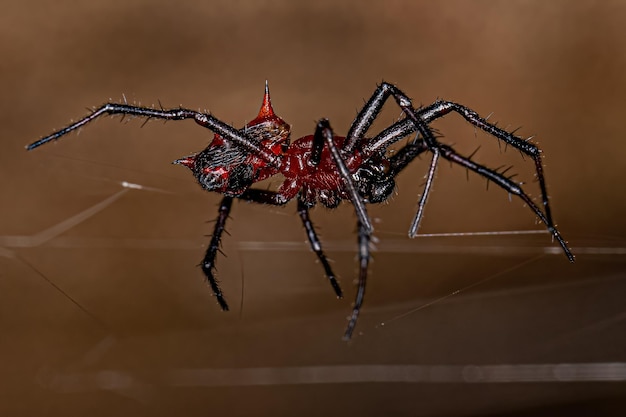 Orbweaver mâle adulte