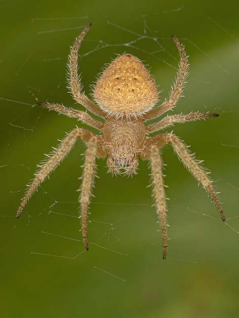 Orbweaver typique des adultes femelles