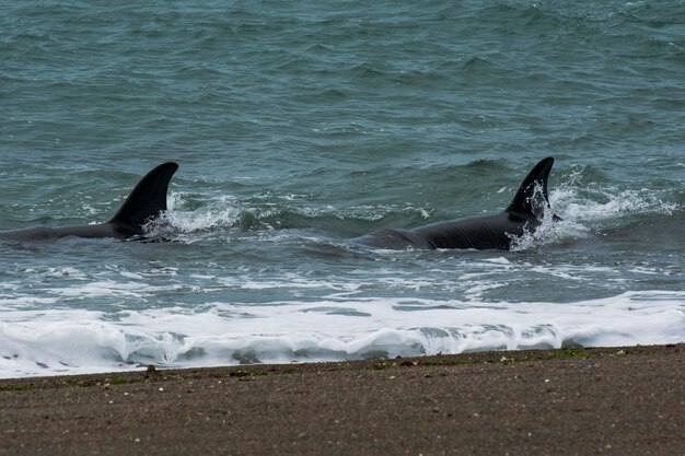 Orca attaquant les lions de mer Péninsule Valdès Patagonie Argentine