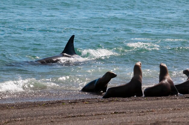 Orca patrouillant le rivage avec un groupe d'otaries au premier plan Péninsule Valdes