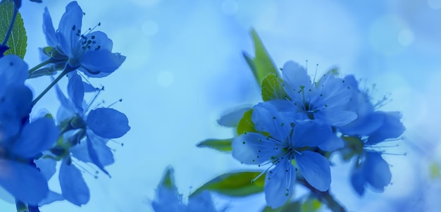 Photo orchard de pommes en fleurs arrière-plan de la nature de printemps branches avec des fleurs de pomme en fleurs bleu teinté