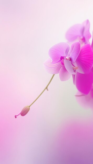 Orchid Mist Whispers Blur Abstract Background avec des tons subtils d'orchidée