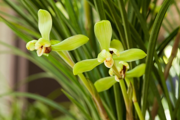 Orchidacées