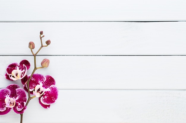 Orchidée de beauté sur fond blanc