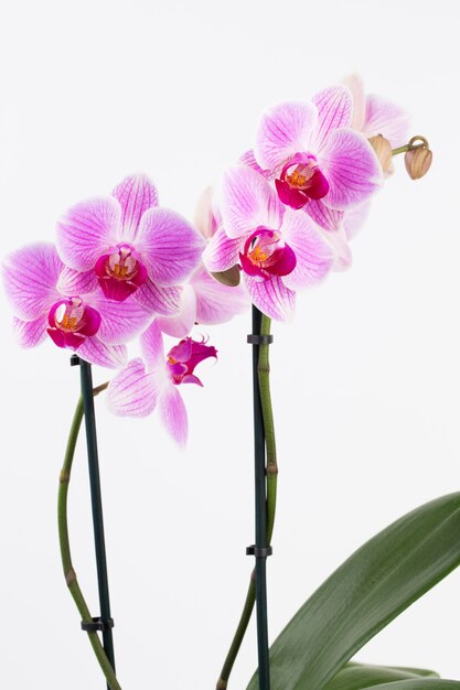 Orchidée de beauté sur fond blanc