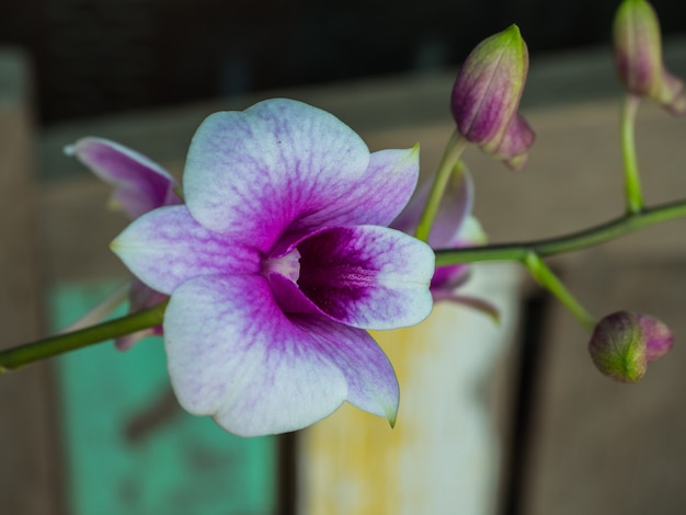 Orchidée Beauty Vanda, Orchidée White-violet