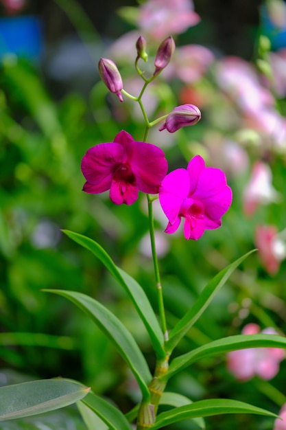 Orchidée belle dans le jardin en Thaïlande