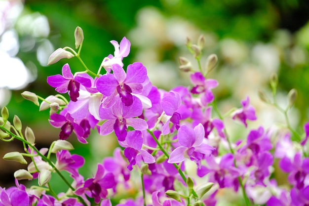 Orchidée belle dans le jardin en Thaïlande