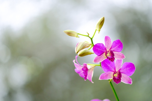 Orchidée belle dans le jardin en Thaïlande