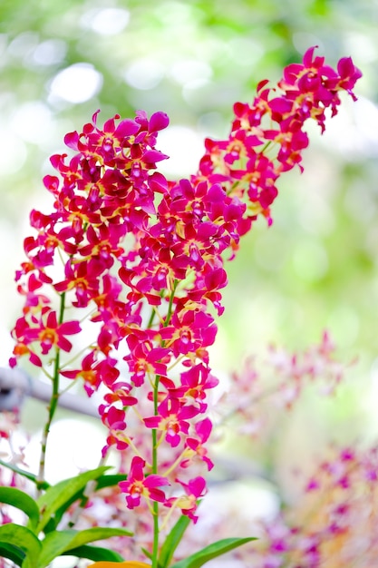 Orchidée belle dans le jardin en Thaïlande