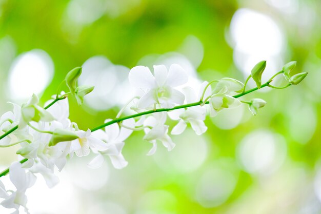 Photo orchidée belle dans le jardin en thaïlande