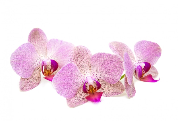 Orchidée sur un blanc
