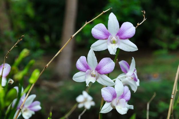 Orchidée blanche en arrière-plan sauvage