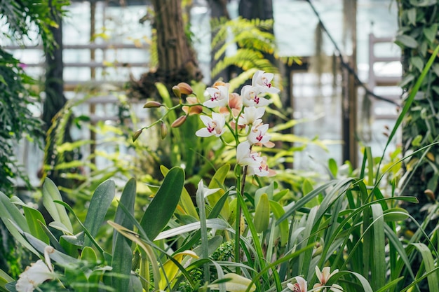 Orchidée blanche dans le jardin