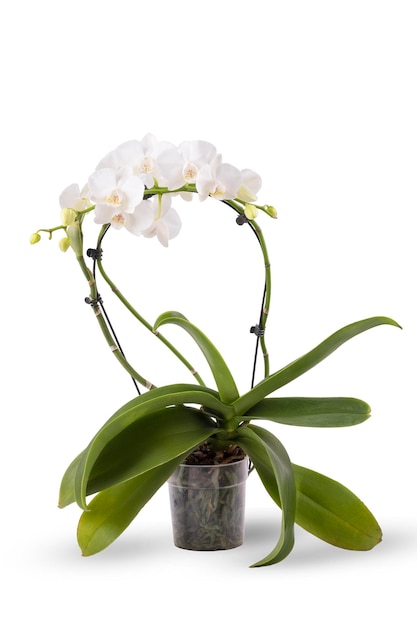 Photo orchidée blanche dans un pot isolé sur fond blanc