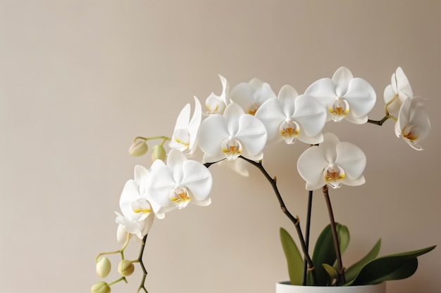 une orchidée blanche dans un vase sur une table