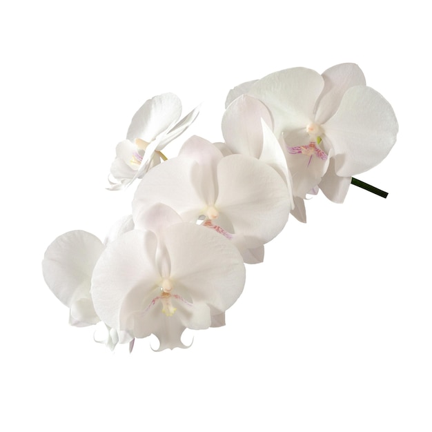 Orchidée blanche délicate isolée sur fond blanc Gros plan