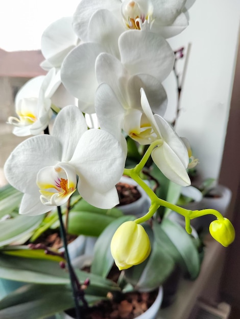 Une orchidée blanche avec une fleur jaune au milieu