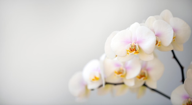 Orchidée blanche en fleurs sur fond clair avec espace de copie Passe-temps de plantes d'intérieur de floriculture