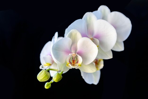 Orchidée blanche en fleurs sur fond noir. Fleurs à la maison, floriculture, loisirs.