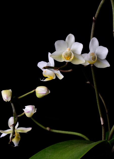 Orchidée blanche sur fond noir