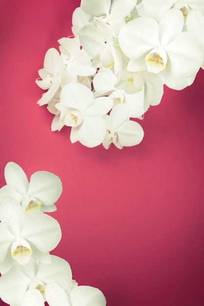 Orchidée blanche sur fond rouge.