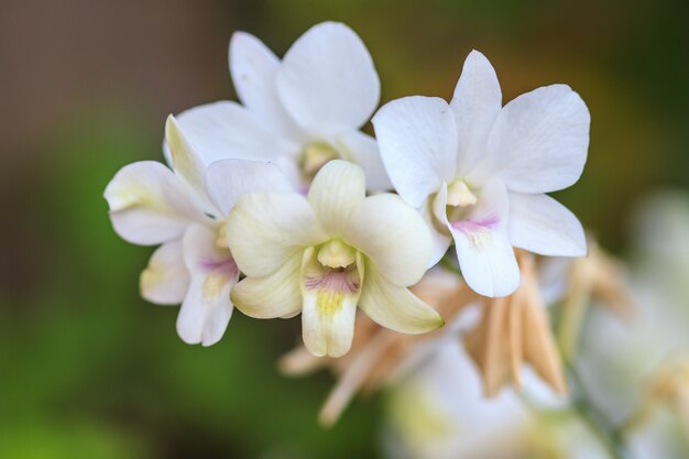 Orchidée blanche sur le fond