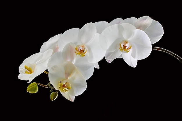 Orchidée blanche isolée sur fond noir