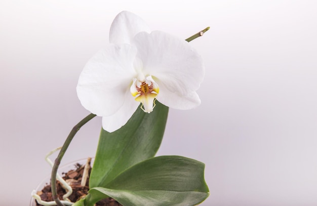 Orchidée blanche phalaenopsis sur fond blanc