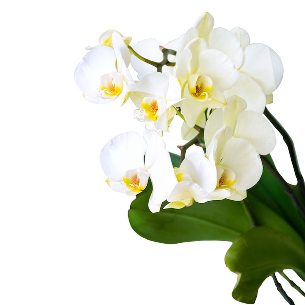 Orchidée blanche Phalaenopsis isolé sur fond blanc