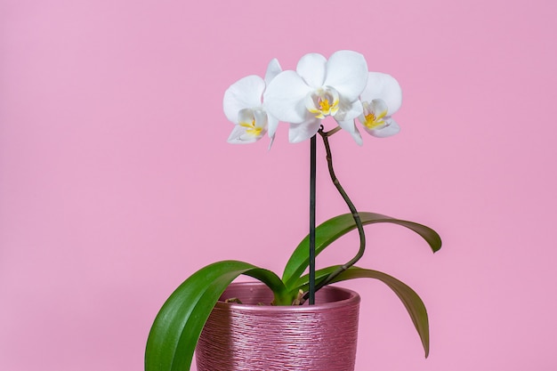 Orchidée blanche en pot sur un espace rose