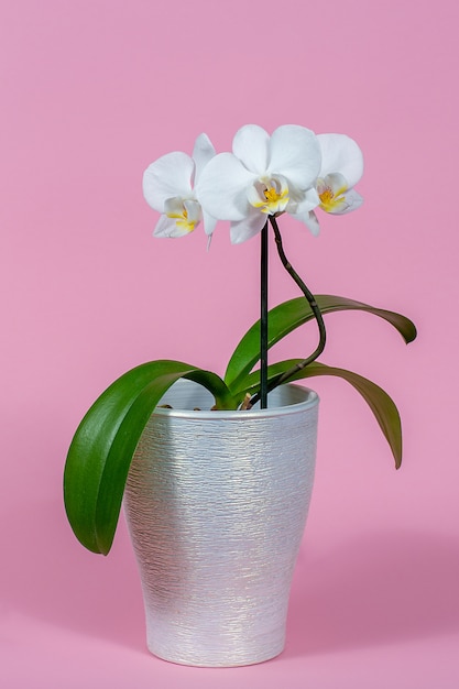 Orchidée blanche en pot sur un espace rose