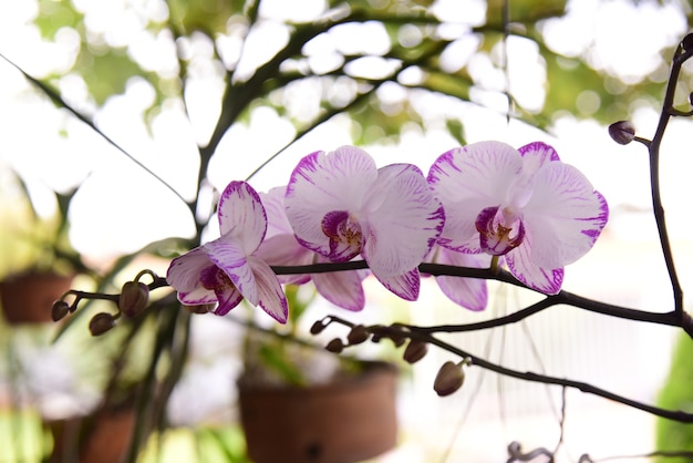 Orchidée blanche à rayures violettes