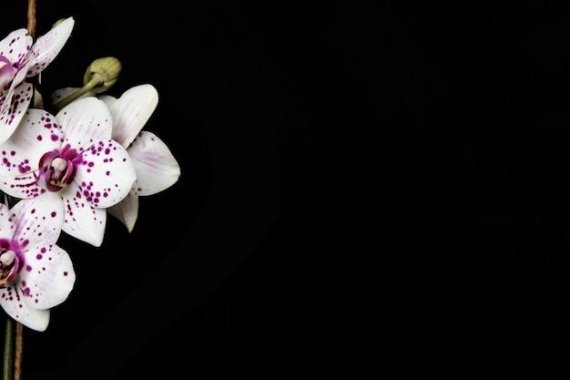 Orchidée blanche et rose sur fond noir