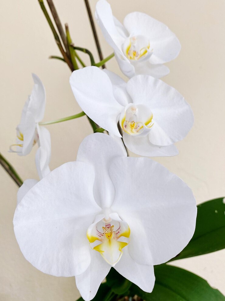 Photo orchidée blanche royale