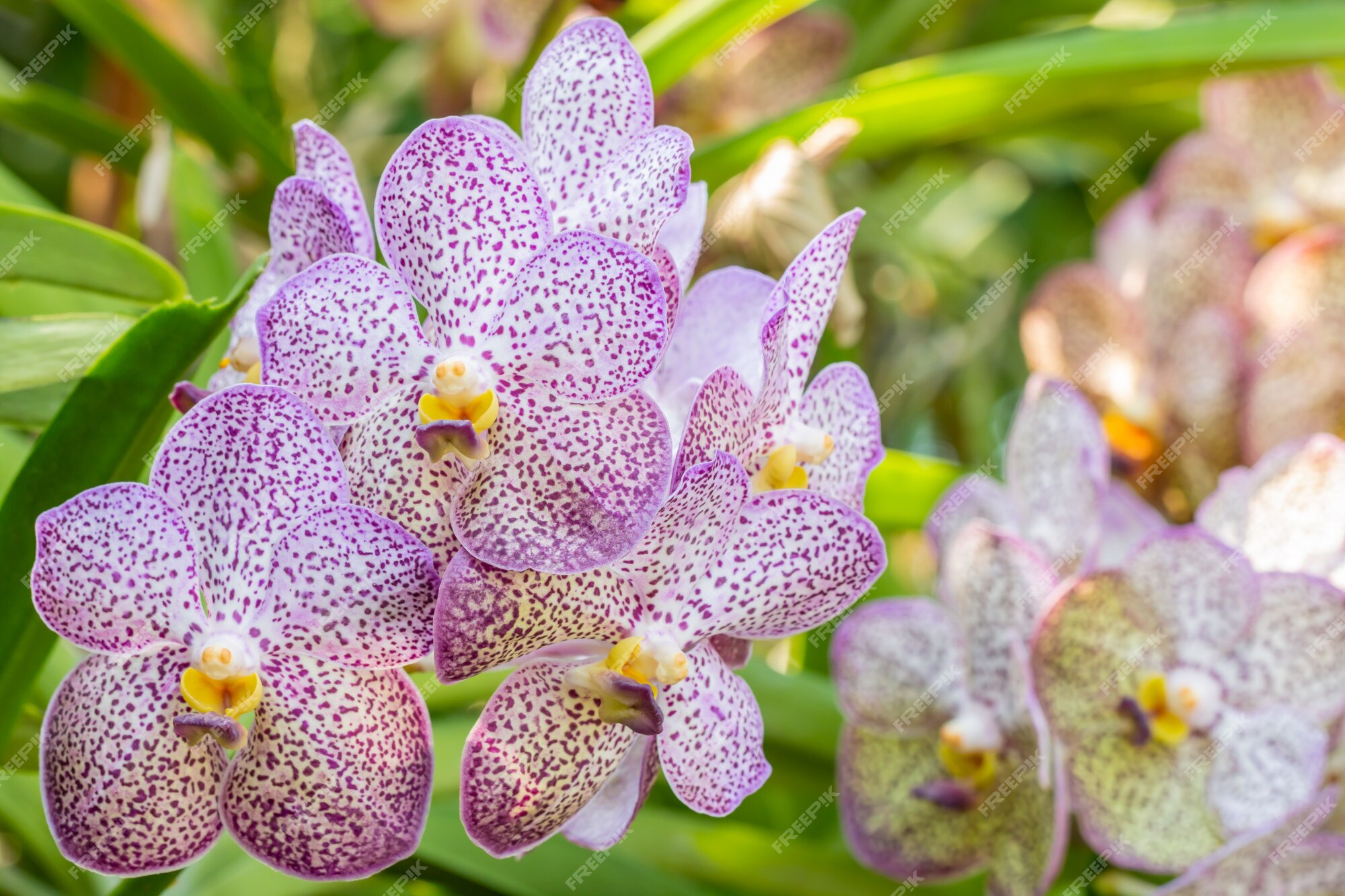 Orchidée Blanche Et Violette, Vanda. | Photo Premium