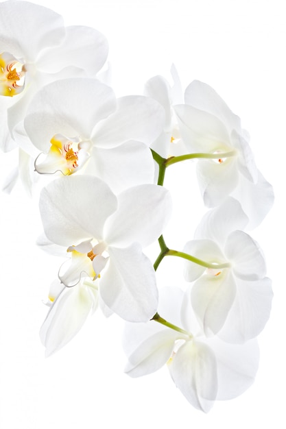 Orchidée blanche