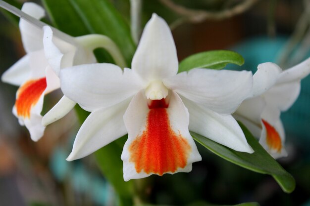 Orchidée blanche