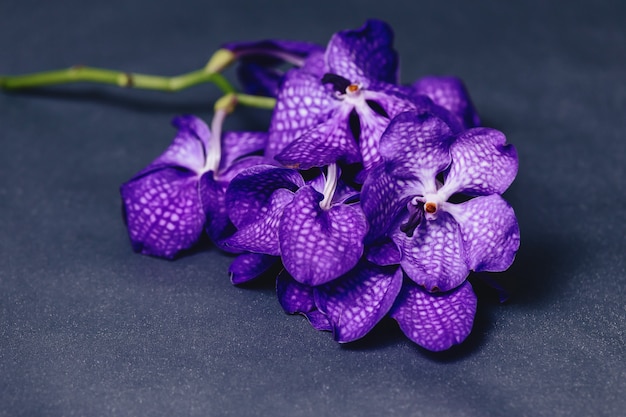 Orchidée bleue sur fond gris simple