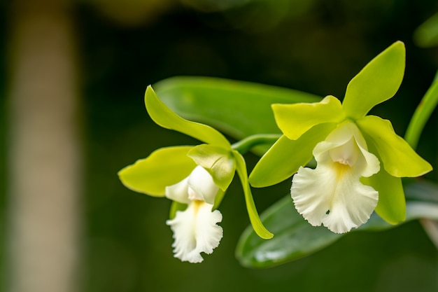 Orchidée Cattleya en fleurs dans le jardin