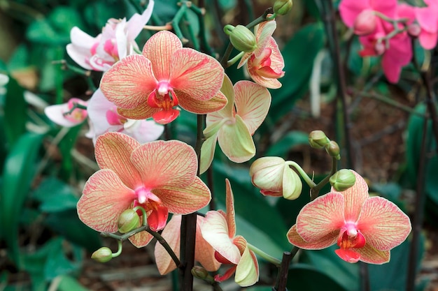 Orchidée colorée dans un jardin botanique