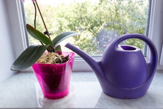 Orchidée dans un pot sur une fenêtre avec arrosoir. Entretien des plantes d'intérieur Phalaenopsis. Faire pousser des fleurs à la maison