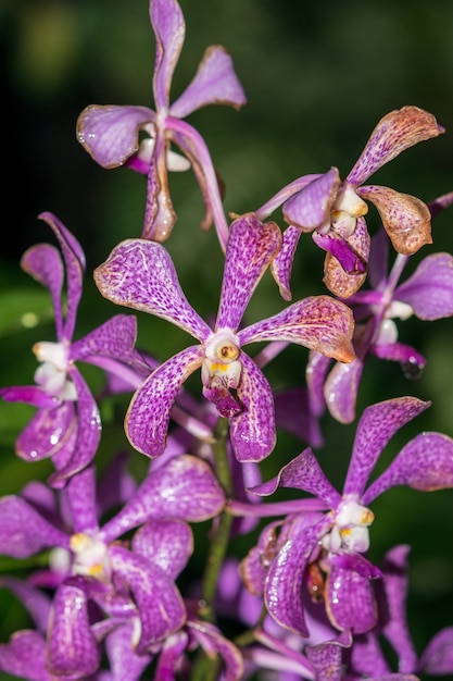 une orchidée dendrobium pourpre