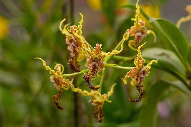 Orchidée Dendrobium stratiotes en pépinière.