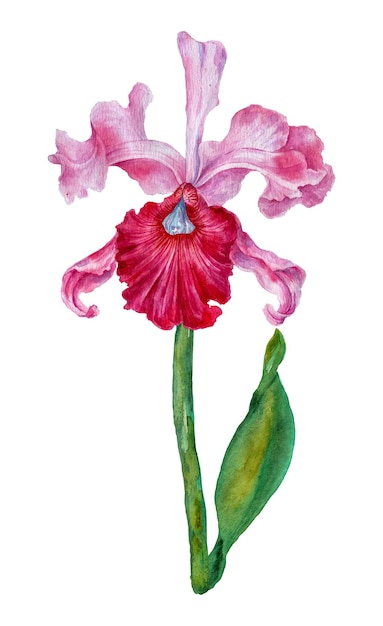 Orchidée Dessin à l'aquarelle d'une fleur d'orchidée Illustration botanique