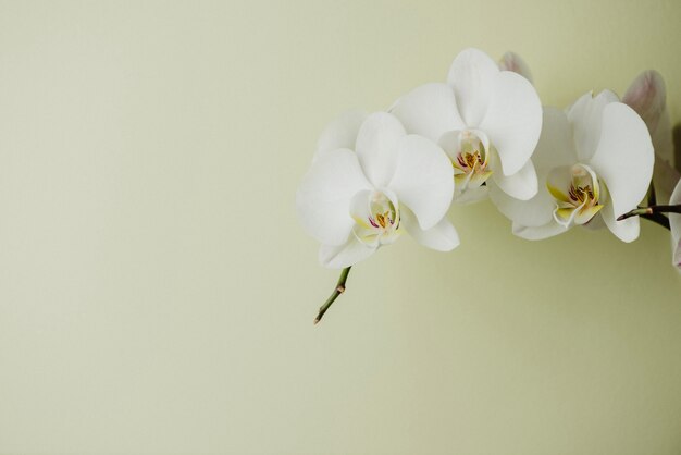 Orchidée en fleurs blanches