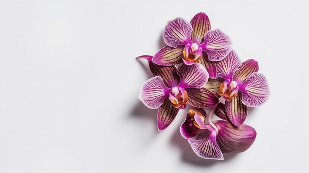 Orchidée sur fond blanc