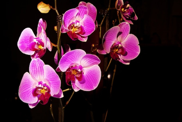 Orchidée sur fond noir