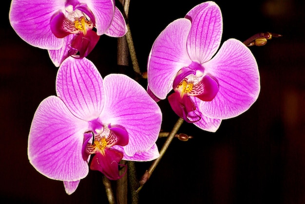 Orchidée sur fond noir