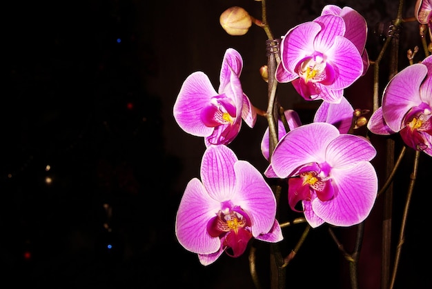 Orchidée sur fond noir